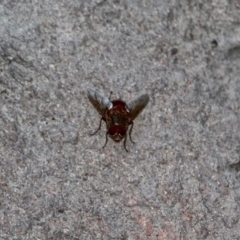 Platystomatidae (family) (Unidentified signal fly) at Mirador, NSW - 1 May 2018 by RossMannell