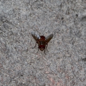 Platystomatidae (family) at Mirador, NSW - 1 May 2018