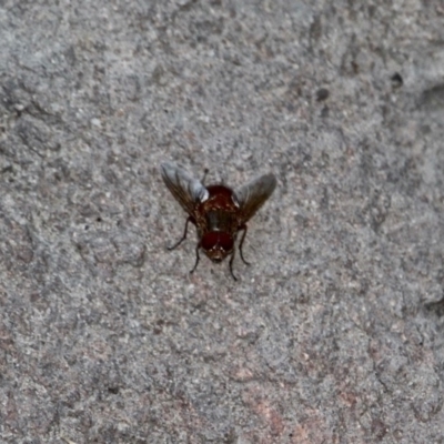 Platystomatidae (family) (Unidentified signal fly) at Mirador, NSW - 1 May 2018 by RossMannell