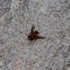 Platystomatidae (family) at Mirador, NSW - 1 May 2018