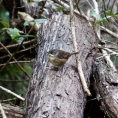 Sericornis frontalis (White-browed Scrubwren) at Mirador, NSW - 30 Apr 2018 by RossMannell