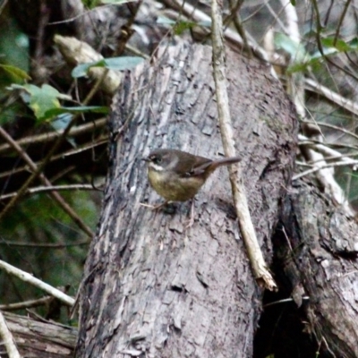 Sericornis frontalis (White-browed Scrubwren) at Mirador, NSW - 1 May 2018 by RossMannell