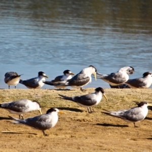 Thalasseus bergii at Merimbula, NSW - 1 May 2018