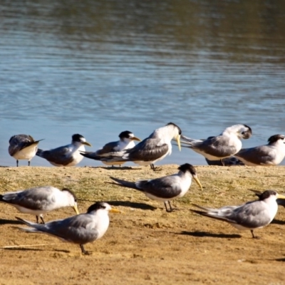 Thalasseus bergii (Crested Tern) at Merimbula, NSW - 1 May 2018 by RossMannell