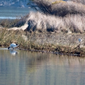 Threskiornis molucca at Merimbula, NSW - 1 May 2018