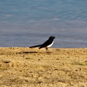 Rhipidura leucophrys at Merimbula, NSW - 1 May 2018 10:32 AM