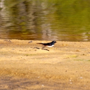 Rhipidura leucophrys at Merimbula, NSW - 1 May 2018 10:32 AM