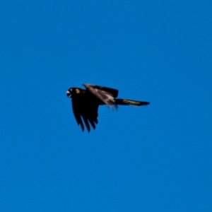 Zanda funerea at Tura Beach, NSW - 1 May 2018