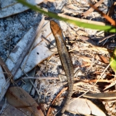 Lampropholis guichenoti (Common Garden Skink) at Tura Beach, NSW - 1 May 2018 by RossMannell