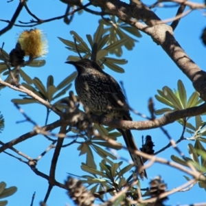 Anthochaera chrysoptera at Tura Beach, NSW - 1 May 2018