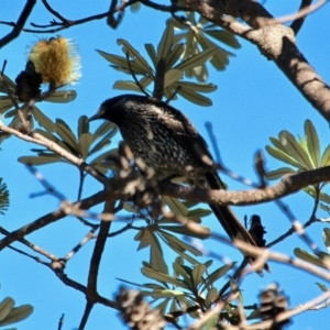 Anthochaera chrysoptera at Tura Beach, NSW - 1 May 2018