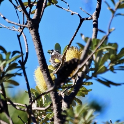 Phylidonyris novaehollandiae (New Holland Honeyeater) at Tura Beach, NSW - 1 May 2018 by RossMannell