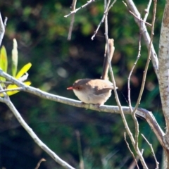 Malurus cyaneus (Superb Fairywren) at Tura Beach, NSW - 1 May 2018 by RossMannell