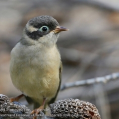 Melithreptus brevirostris (Brown-headed Honeyeater) at South Pacific Heathland Reserve - 4 Apr 2018 by CharlesDove