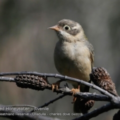 Melithreptus brevirostris at South Pacific Heathland Reserve - 4 Apr 2018 12:00 AM