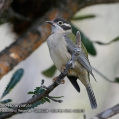 Melithreptus brevirostris at South Pacific Heathland Reserve - 4 Apr 2018 12:00 AM