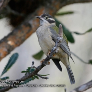 Melithreptus brevirostris at South Pacific Heathland Reserve - 4 Apr 2018