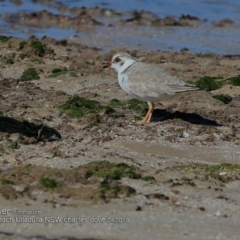 Charadrius rubricollis (Hooded Plover) at South Pacific Heathland Reserve - 3 Apr 2018 by Charles Dove