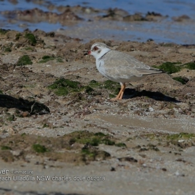 Charadrius rubricollis (Hooded Plover) at South Pacific Heathland Reserve - 4 Apr 2018 by CharlesDove