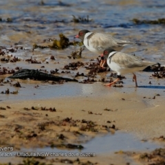 Charadrius rubricollis at suppressed - 4 Apr 2018