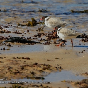 Charadrius rubricollis at suppressed - suppressed