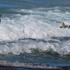 Charadrius rubricollis at suppressed - 4 Apr 2018