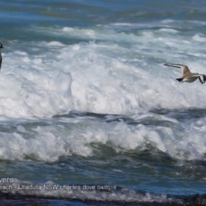 Charadrius rubricollis at suppressed - suppressed