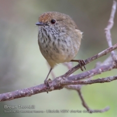 Acanthiza pusilla (Brown Thornbill) at South Pacific Heathland Reserve - 4 Apr 2018 by Charles Dove