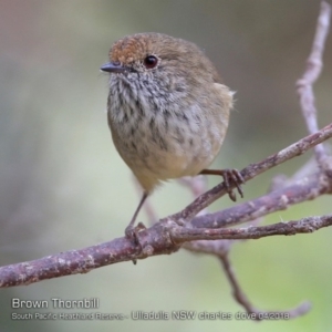 Acanthiza pusilla at South Pacific Heathland Reserve - 5 Apr 2018