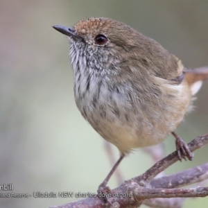 Acanthiza pusilla at South Pacific Heathland Reserve - 5 Apr 2018