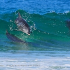 Tursiops truncatus (Bottlenose Dolphin) at South Pacific Heathland Reserve - 11 Feb 2018 by CharlesDove