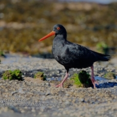 Haematopus fuliginosus (Sooty Oystercatcher) at South Pacific Heathland Reserve - 12 Apr 2018 by Charles Dove