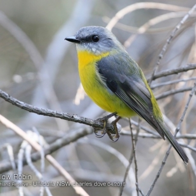 Eopsaltria australis (Eastern Yellow Robin) at South Pacific Heathland Reserve - 13 Apr 2018 by Charles Dove