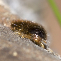 Lagriini sp. (tribe) (Unidentified lagriine darkling beetle) at Canberra Central, ACT - 6 May 2018 by jb2602