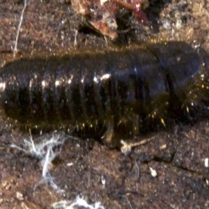 Lagriini sp. (tribe) at Canberra Central, ACT - 6 May 2018 01:34 PM