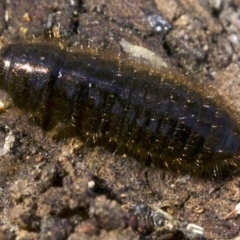 Lagriini sp. (tribe) at Canberra Central, ACT - 6 May 2018