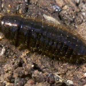 Lagriini sp. (tribe) at Canberra Central, ACT - 6 May 2018 01:34 PM