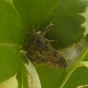 Orgyia anartoides at Acton, ACT - 6 May 2018 12:08 PM