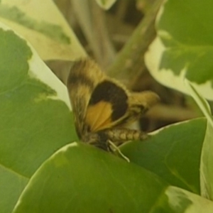 Orgyia anartoides at Acton, ACT - 6 May 2018 12:08 PM