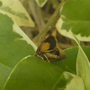 Orgyia anartoides at Acton, ACT - 6 May 2018