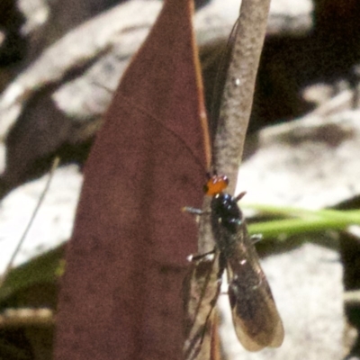 Braconidae (family) (Unidentified braconid wasp) at Canberra Central, ACT - 6 May 2018 by jb2602