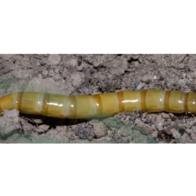 Saragus sp. (genus) (A False Wireworm) at Canberra Central, ACT - 4 May 2018 by jb2602