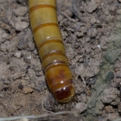 Saragus sp. (genus) at Canberra Central, ACT - 4 May 2018