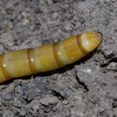 Saragus sp. (genus) at Canberra Central, ACT - 4 May 2018 04:54 PM