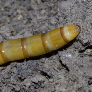 Saragus sp. (genus) at Canberra Central, ACT - 4 May 2018 04:54 PM