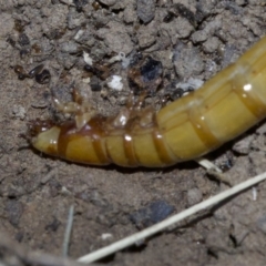 Saragus sp. (genus) at Canberra Central, ACT - 4 May 2018 04:54 PM