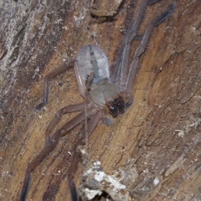 Delena cancerides (Social huntsman spider) at Mount Majura - 6 May 2018 by jb2602