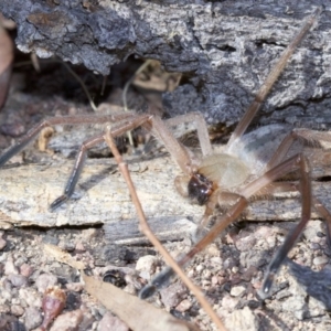 Delena cancerides at Canberra Central, ACT - 6 May 2018 01:10 PM