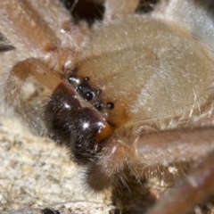 Delena cancerides at Canberra Central, ACT - 6 May 2018 01:10 PM