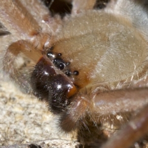 Delena cancerides at Canberra Central, ACT - 6 May 2018